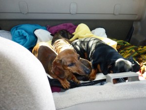 Weenie Transport