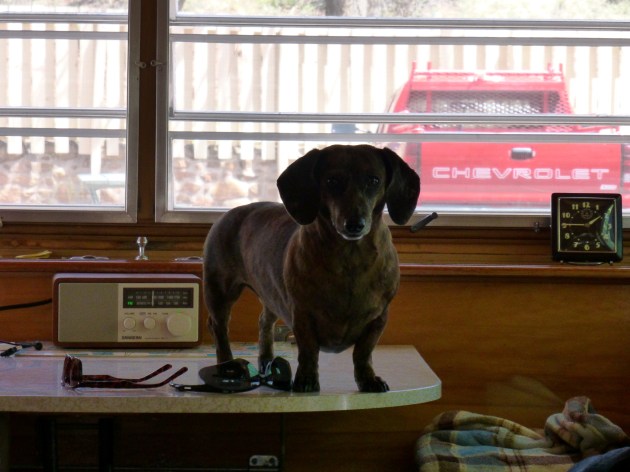 Our table surfing dog, Lucy.