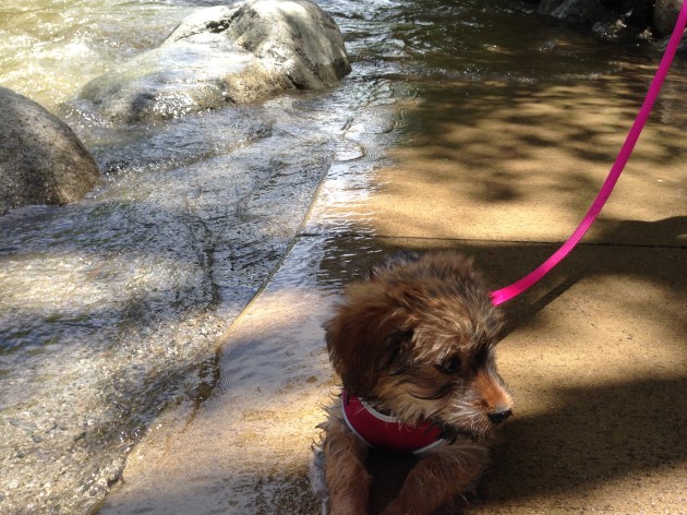 Dottie River Walkin'