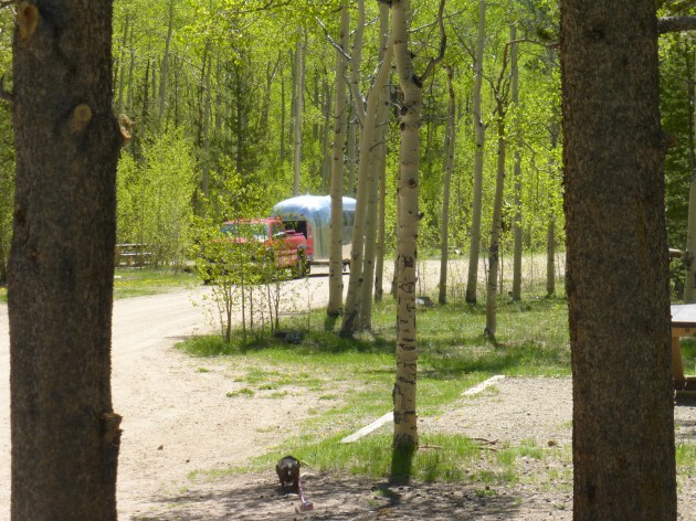 Midge peaking out of the trees at Kenosha Pass Campground
