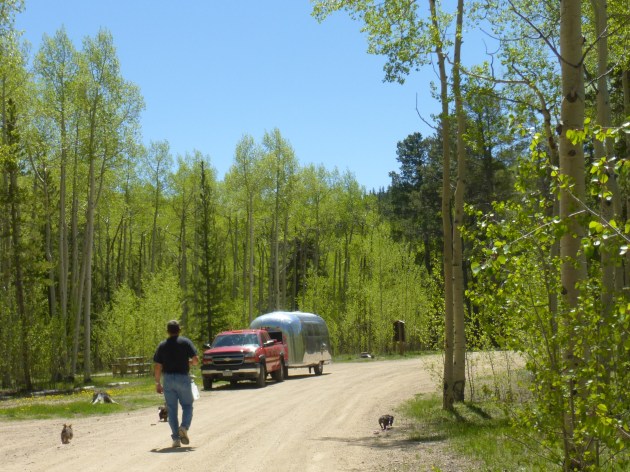 Midge amid the Aspen and Pine trees....and dogs. Kenosha Pass Campground.