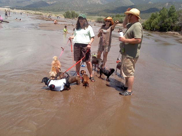 Sand Dunes with 7 dogs!
