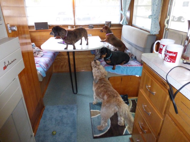 My life camping with 4 dogs...